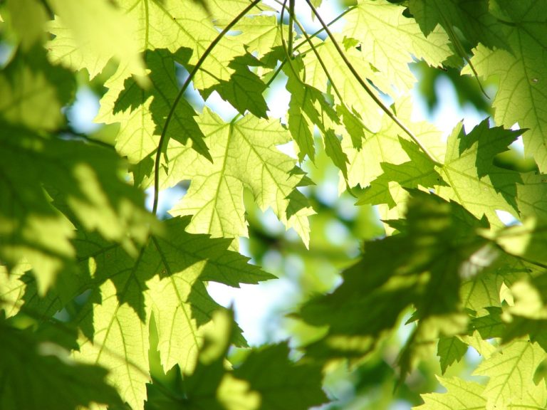 Leaves Green Maple Tree Branches  - gregovish / Pixabay